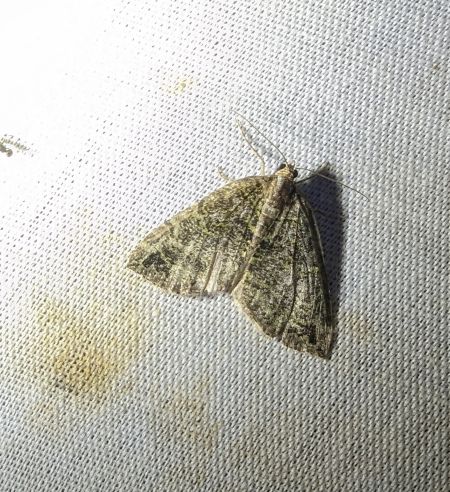 Hydriomena furcata 
