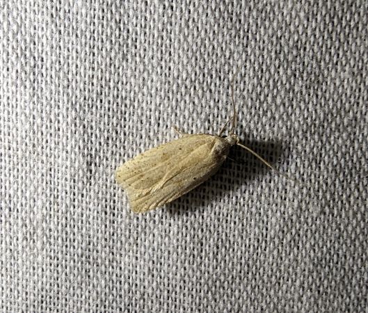 Agonopterix indéterminé 