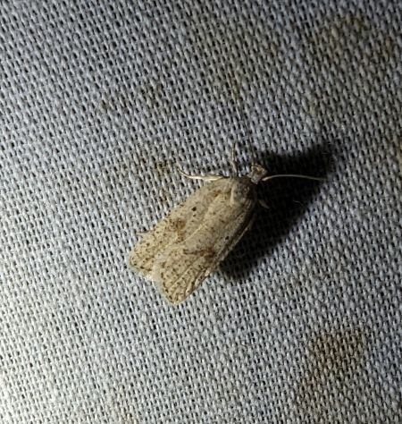 Agonopterix sp. 