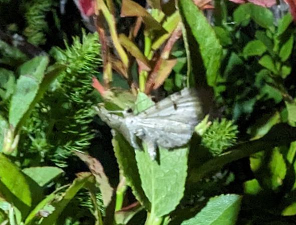 Eupithecia expallidata 