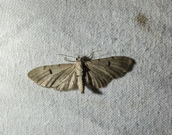 Eupithecia expallidata 
