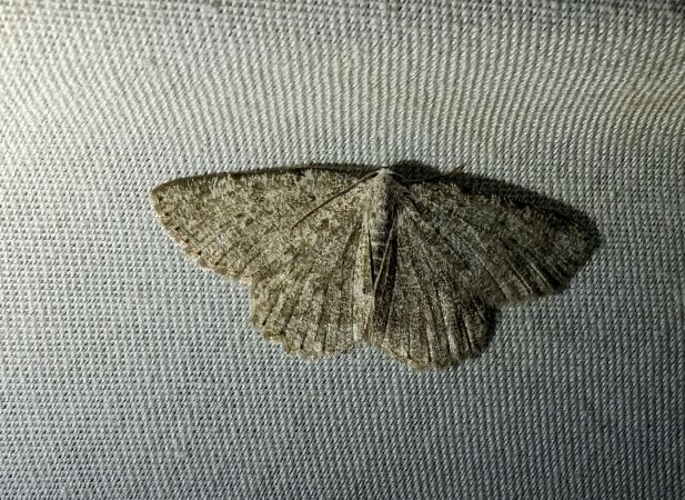 Charissa glaucinaria 