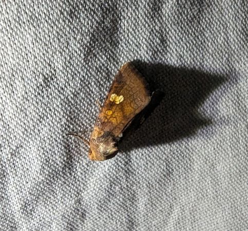 Amphipoea sp. 