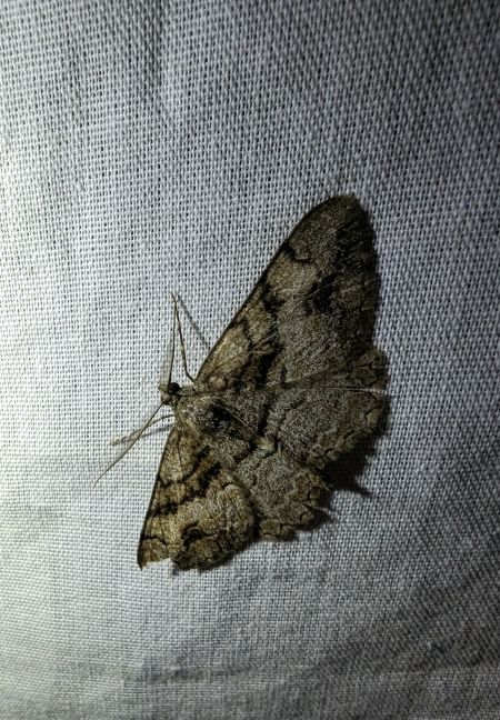 Alcis bastelbergeri 