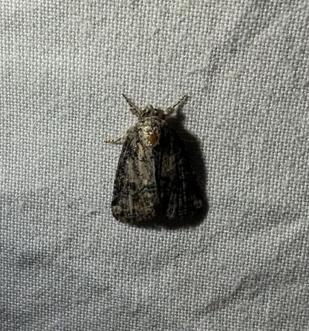 Bryophila ravula 