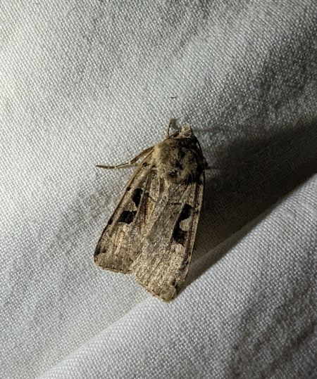 Xestia triangulum 