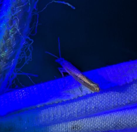 Ypsolopha ustella 