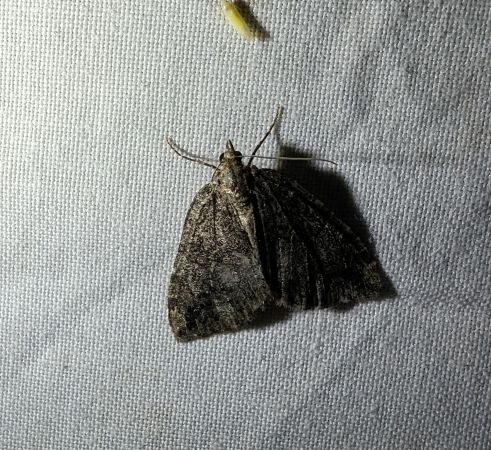 Hydriomena furcata 