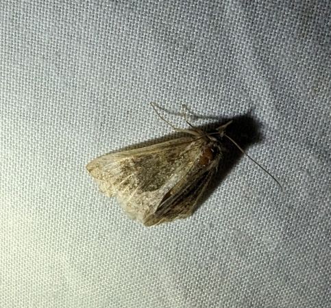 Hypena crassalis 