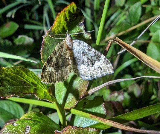 Colostygia olivata 