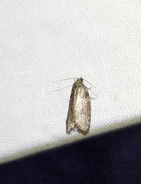 Cnephasia sp. 