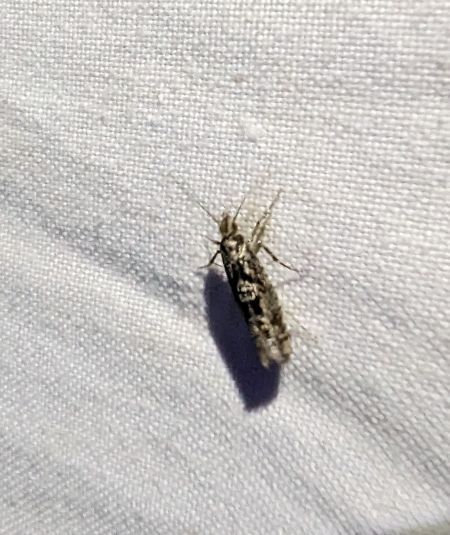 Zeiraphera isertana 