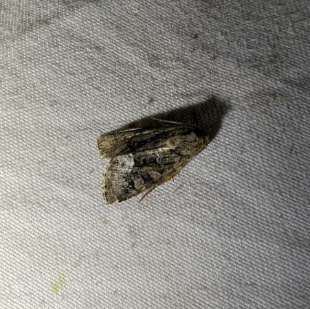 Oligia sp. 