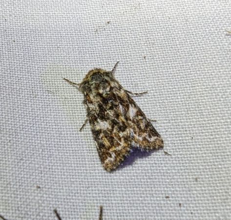 Anarta myrtilli 