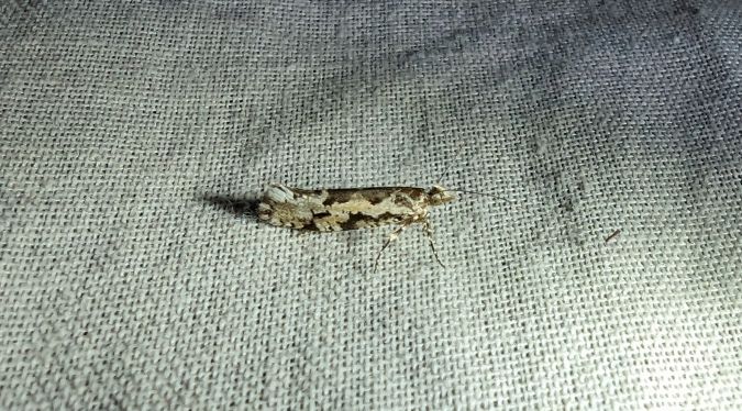 Ypsolopha sequella 