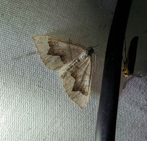 Scotopteryx moeniata 