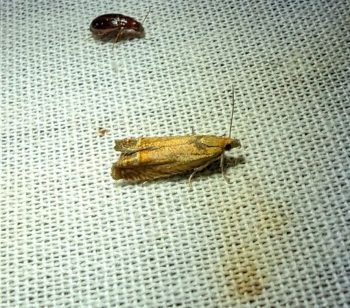 Lathronympha strigana 