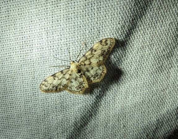 Idaea contiguaria 