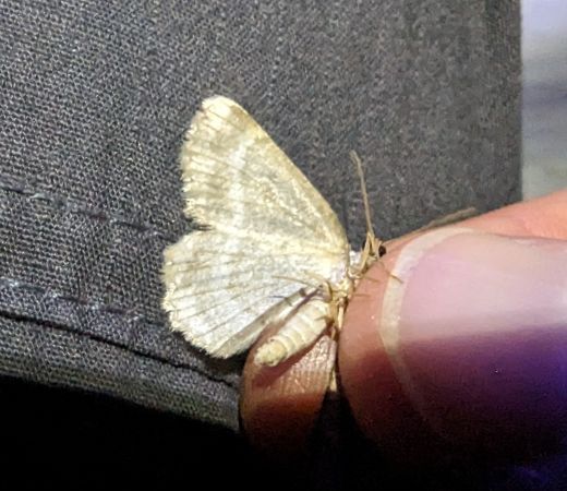 Charissa glaucinaria 
