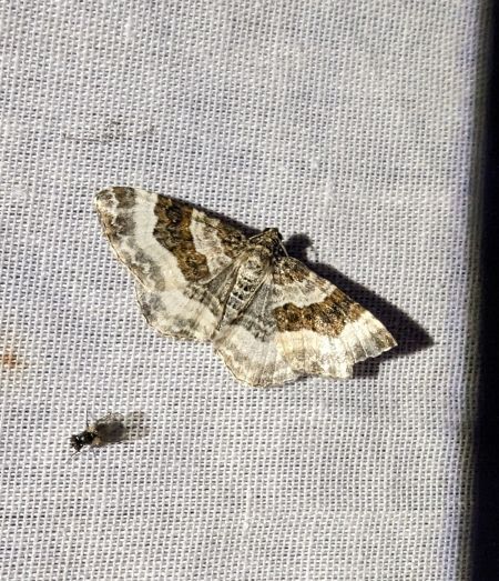 Epirrhoe rivata 