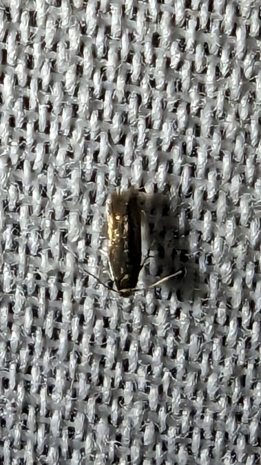 Stigmella sp. 