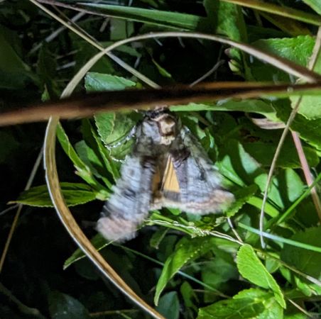 Epilecta linogrisea 