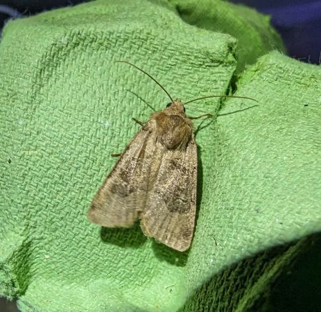 Chersotis cuprea 