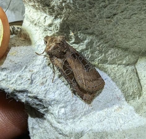 Chersotis cuprea 