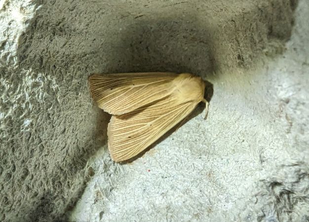 Mythimna pallens 