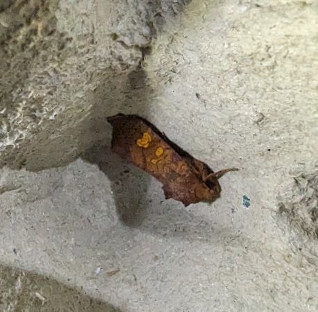 Amphipoea sp. 