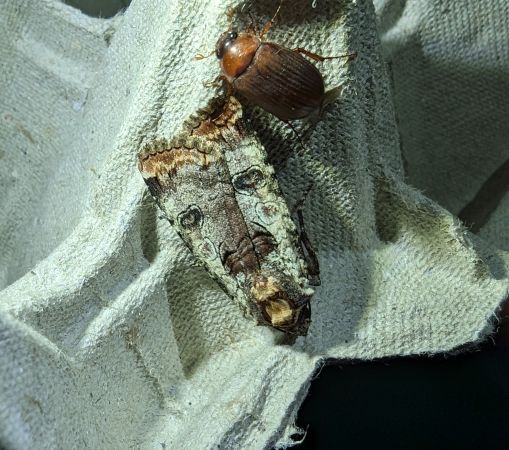 Epilecta linogrisea 
