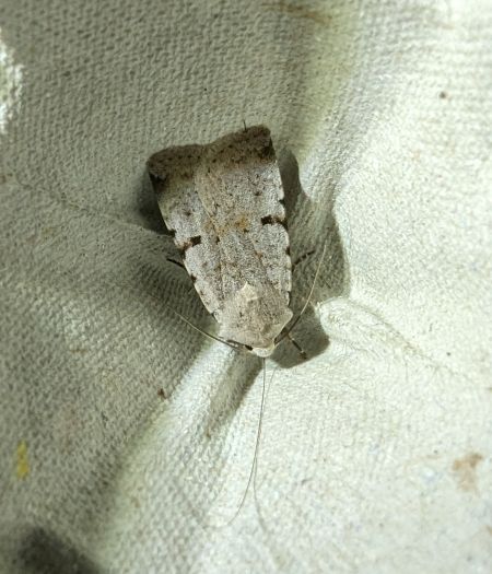 Chersotis margaritacea 