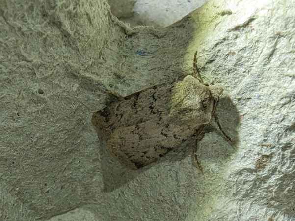 Epipsilia grisescens 
