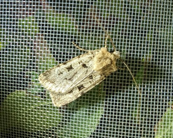 Chersotis multangula 