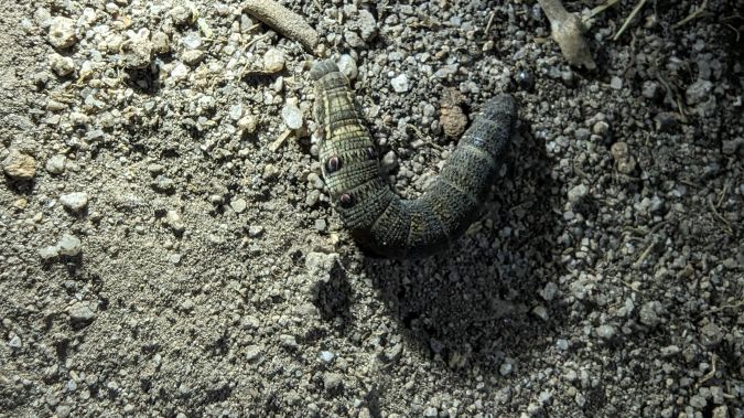 Deilephila porcellus 