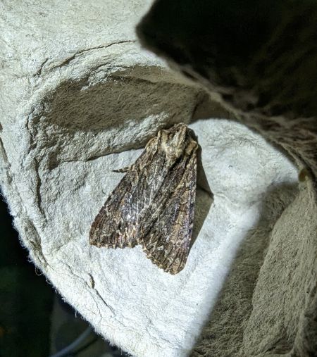 Apamea monoglypha 