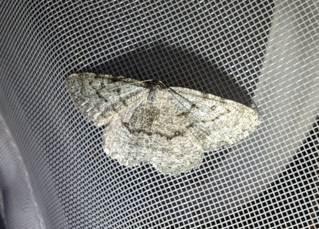 Elophos dilucidaria 
