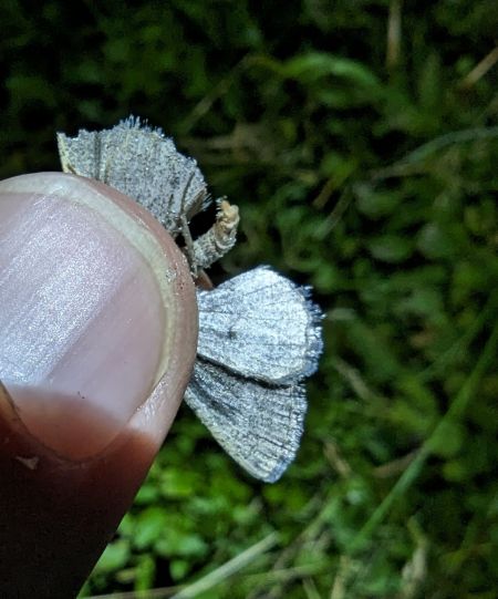 Elophos dilucidaria 