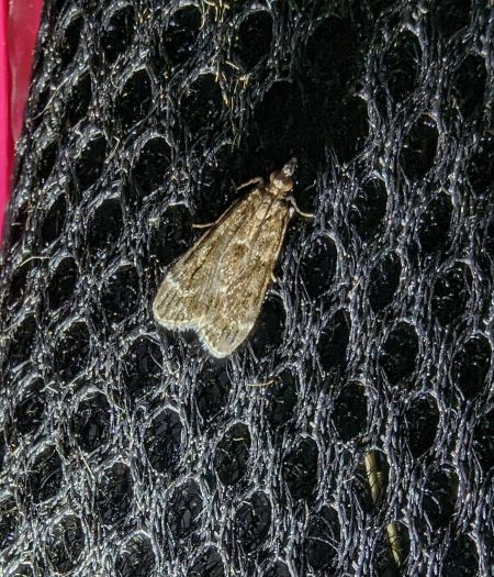 Eudonia mercurella 