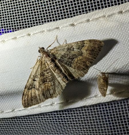 Xanthorhoe quadrifasiata 