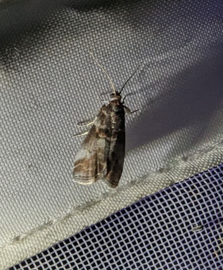 Acrobasis advenella 