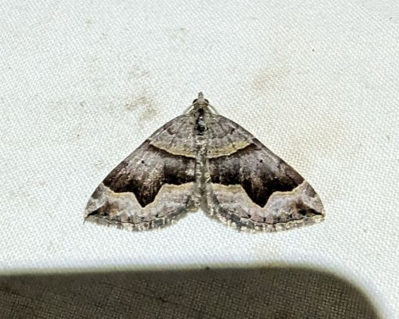 Scotopteryx moeniata 