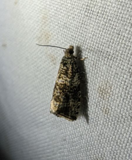 Celypha lacunana 