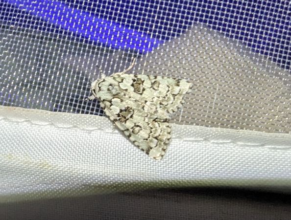 Nyctobrya muralis 