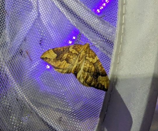 Eulithis populata 