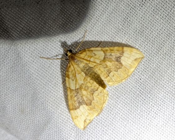 Eulithis populata 