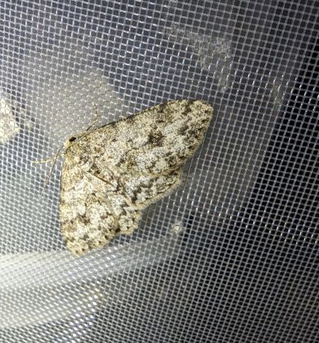 Ectropis crepuscularia 