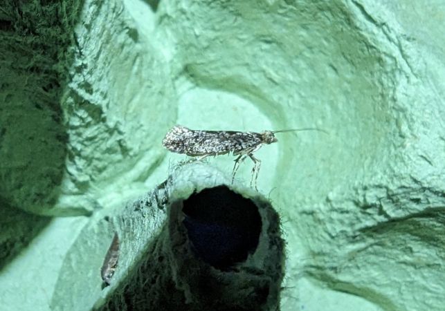 Ypsolopha vittella 