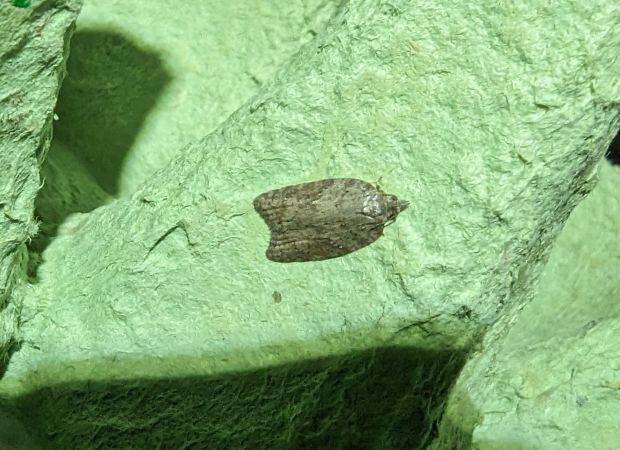 Acleris sparsana 