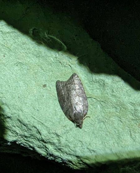 Acleris sparsana 